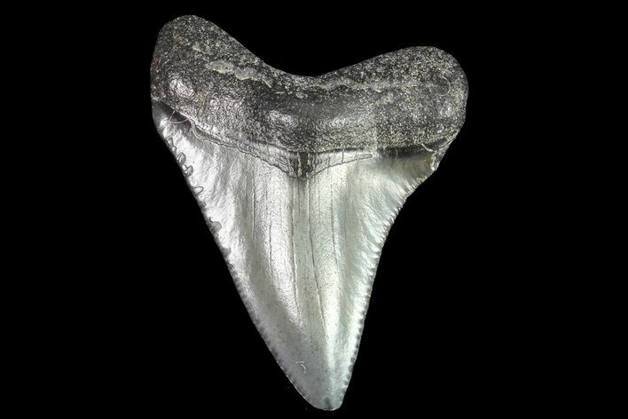 Juvenile Megalodon Tooth - Georgia #83604